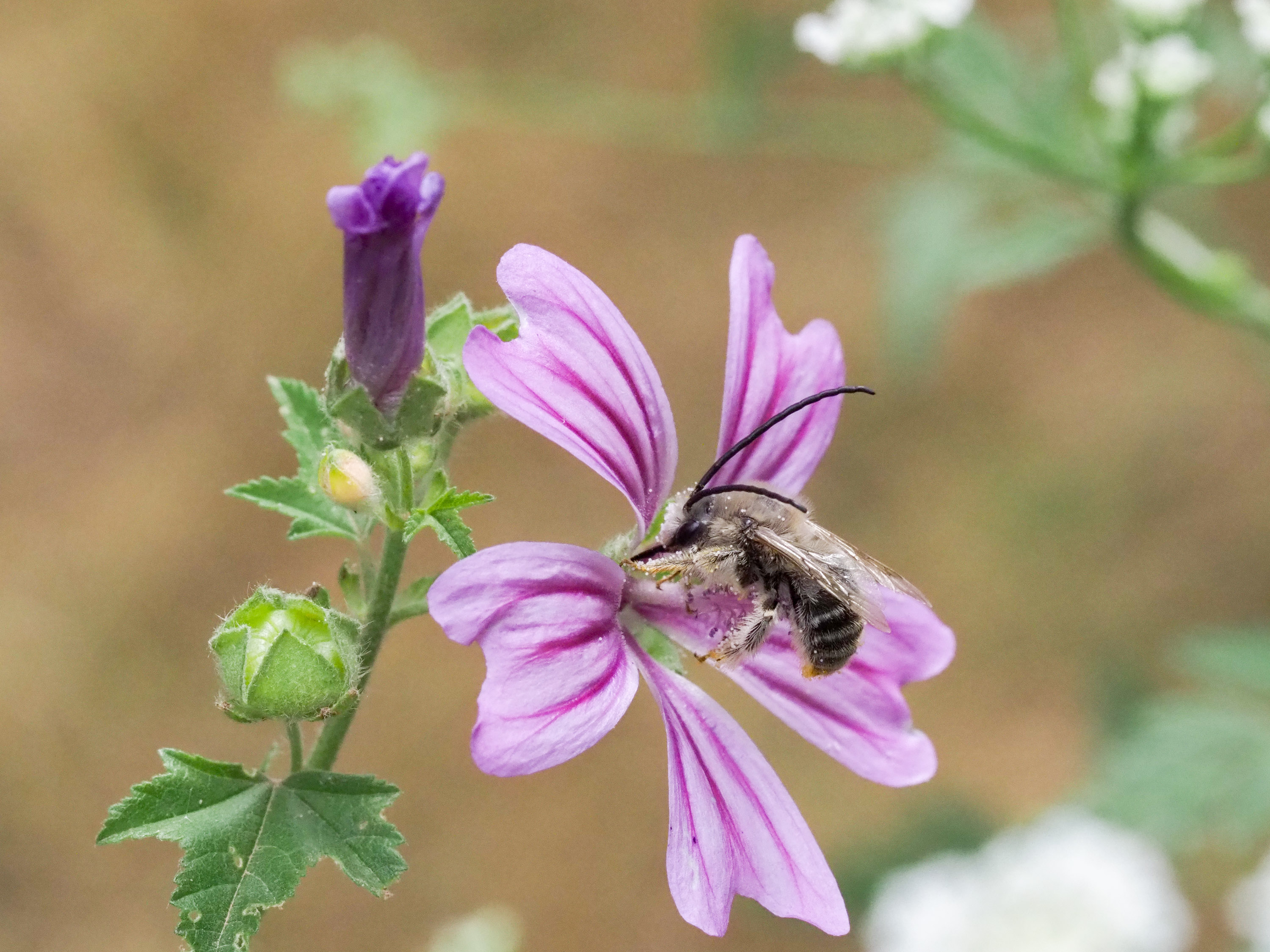 abeille à longues antennes
