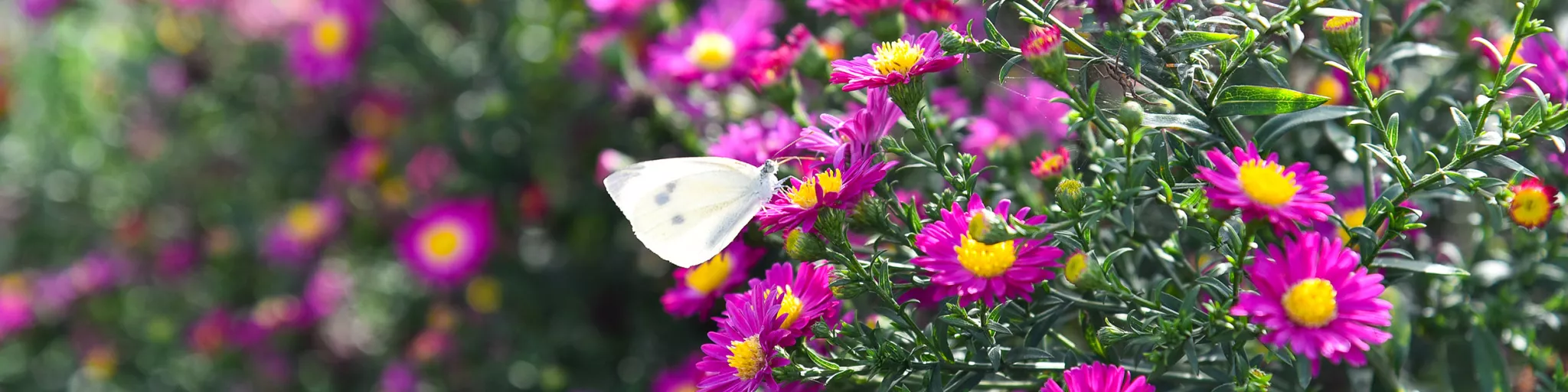 photo fleurs papillon