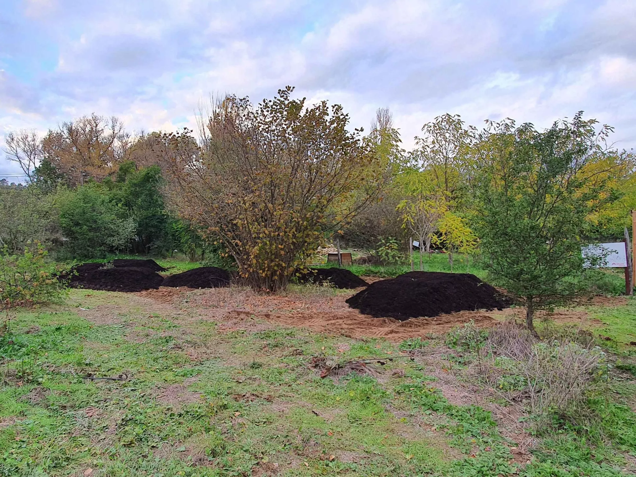 Photo des arbres présents sur le terrain de la micro-forêt