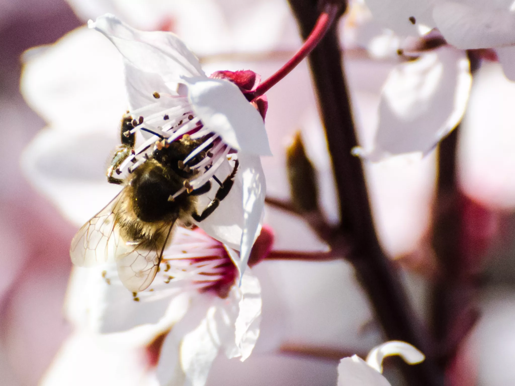 abeille sur une fleur