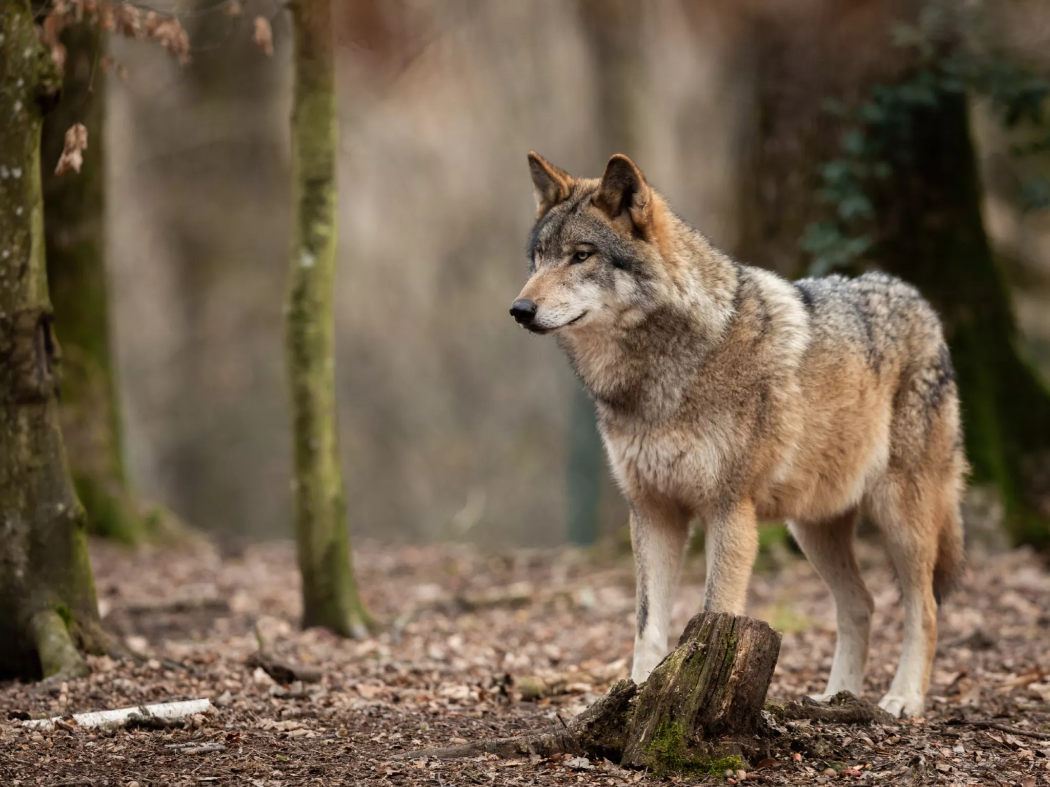 loup