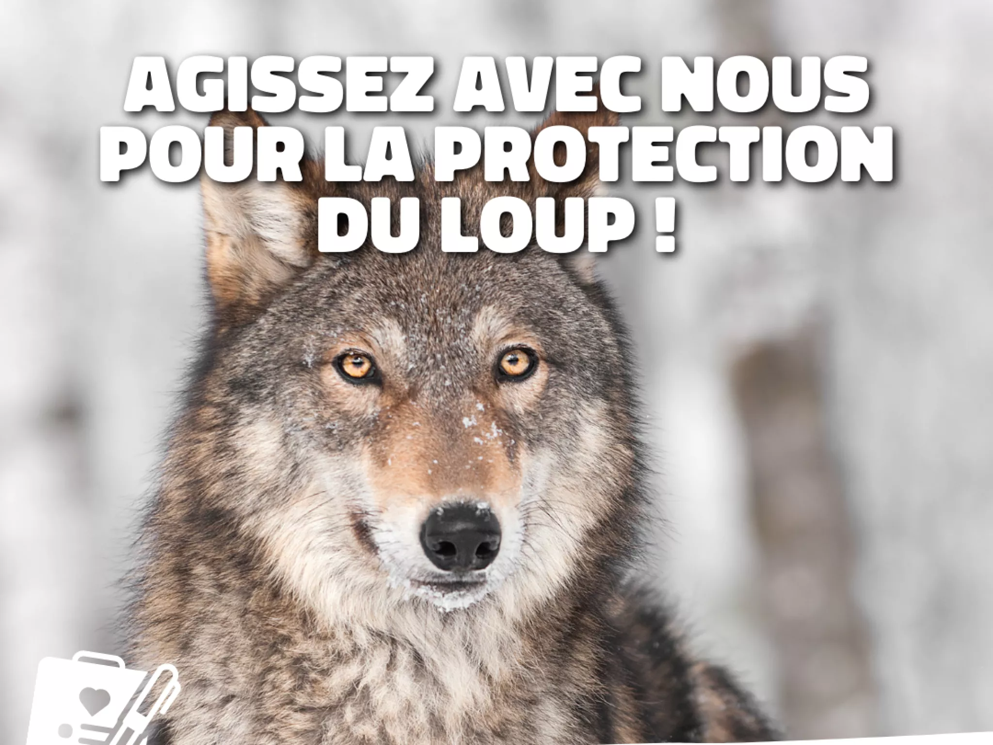 image loup