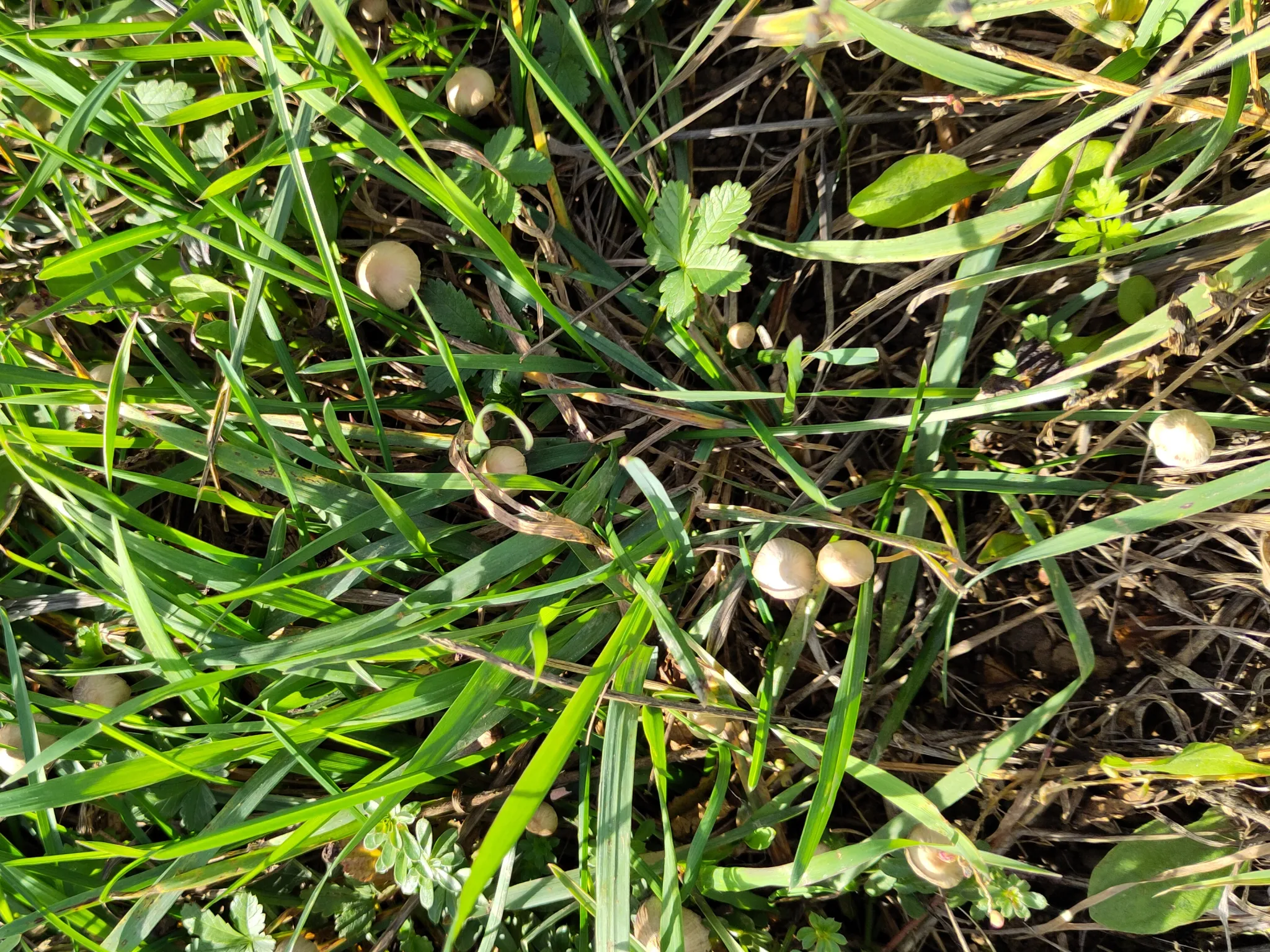 Le broyat, ferment d'un sol vivant.