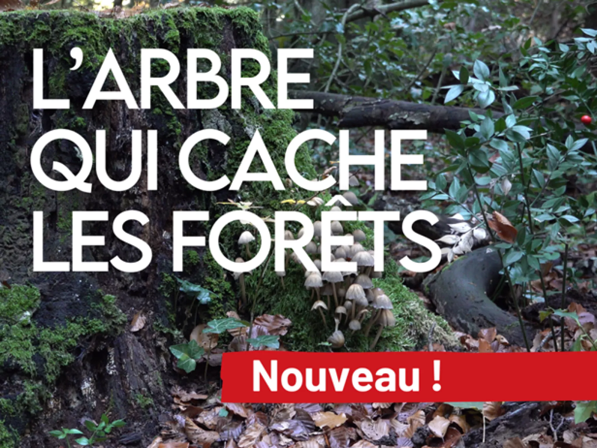 Lancement webdoc forêts