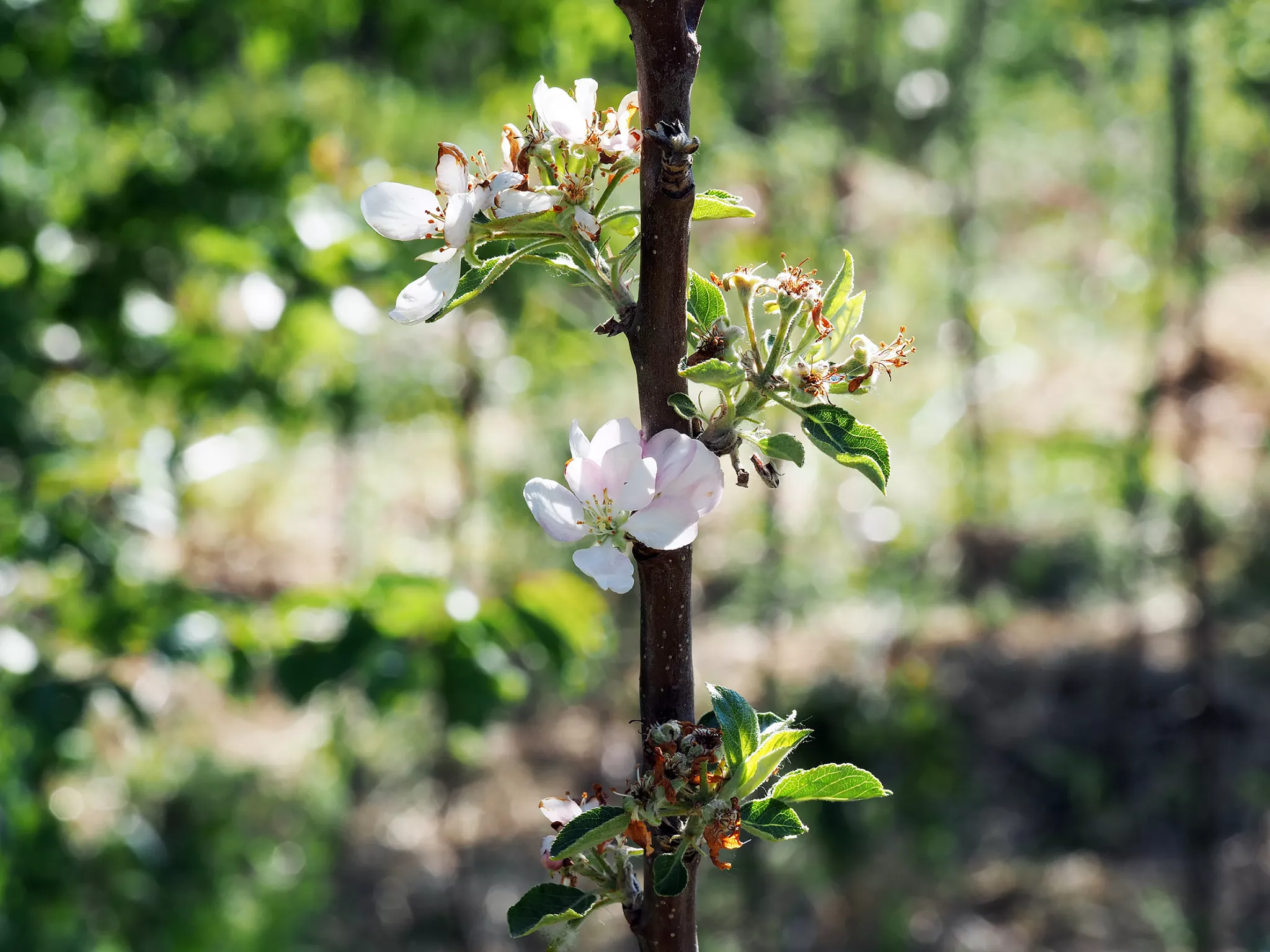 Arbre fleurit de la micro-forêt