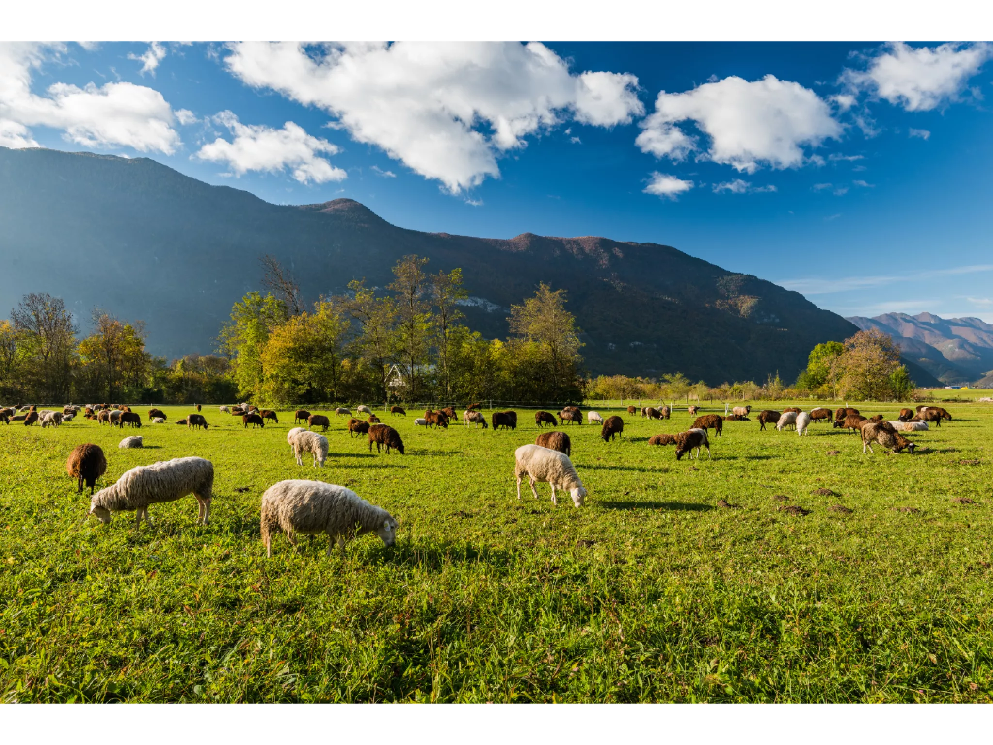 Moutons en alpage