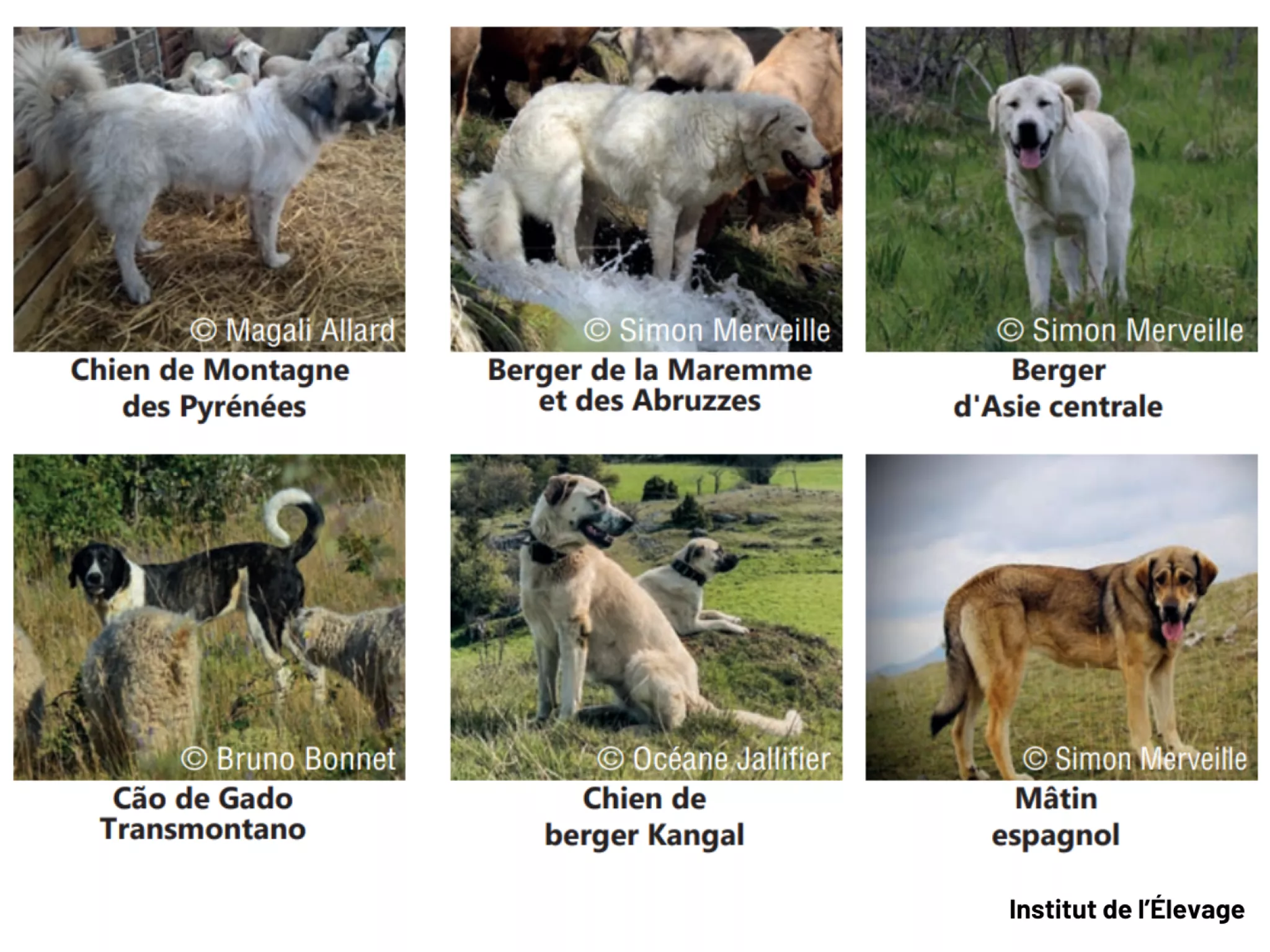 Exemples races de chien de protection de troupeau