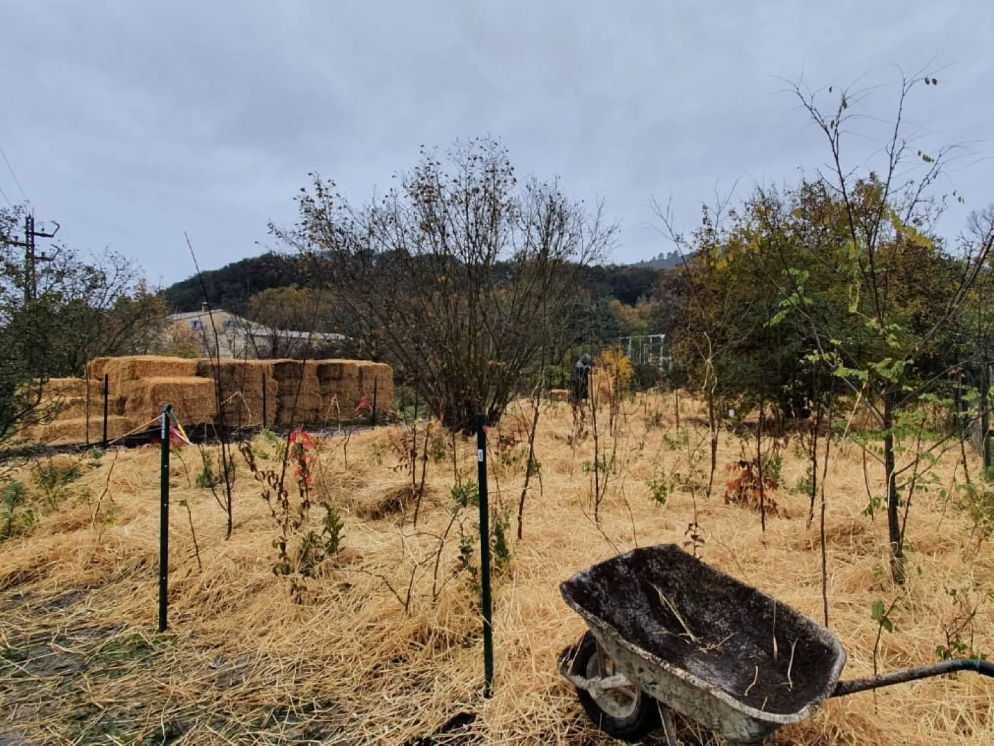 La Micro-forêt du Hérisson