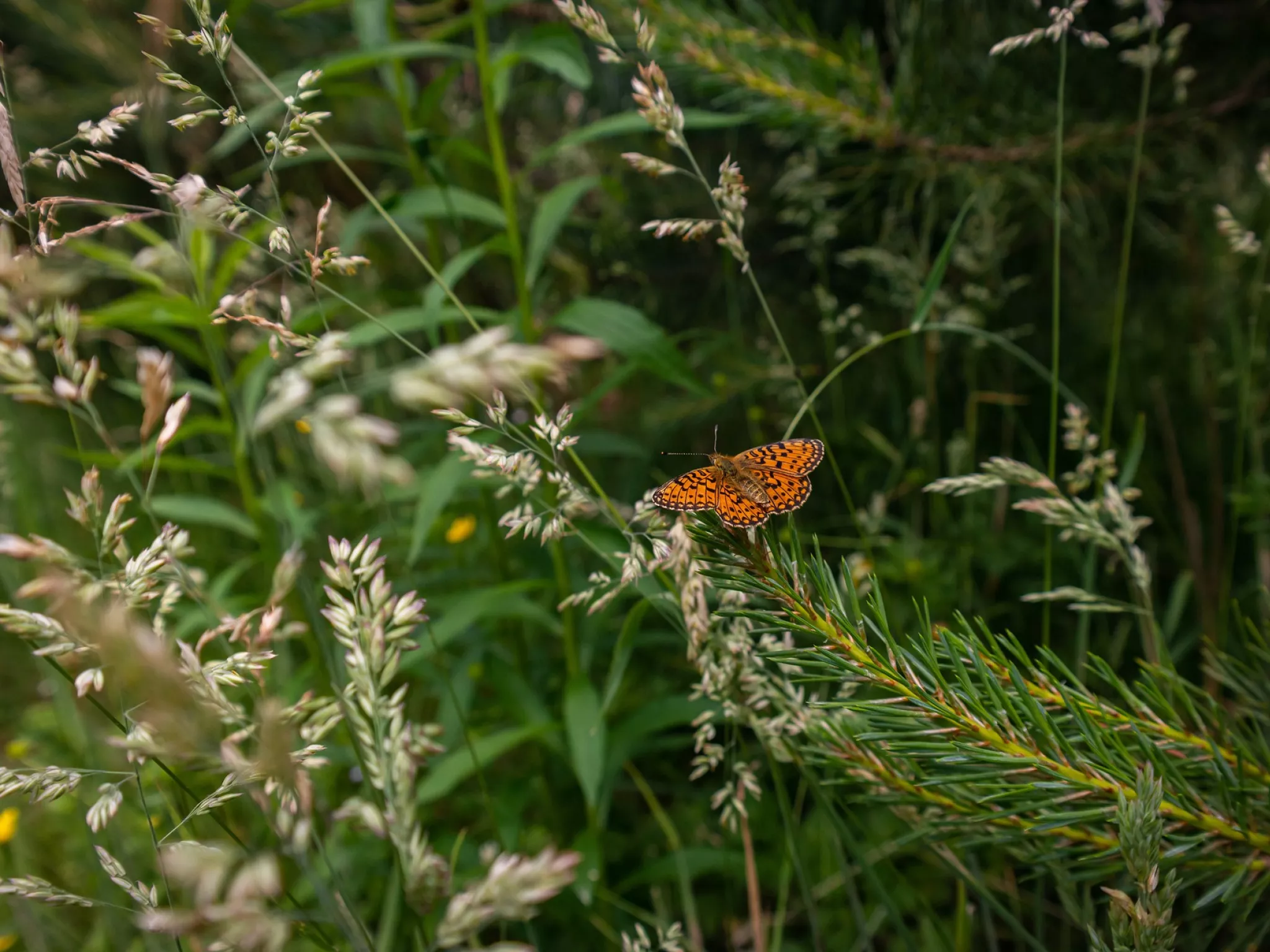 Papillon dans la végétation