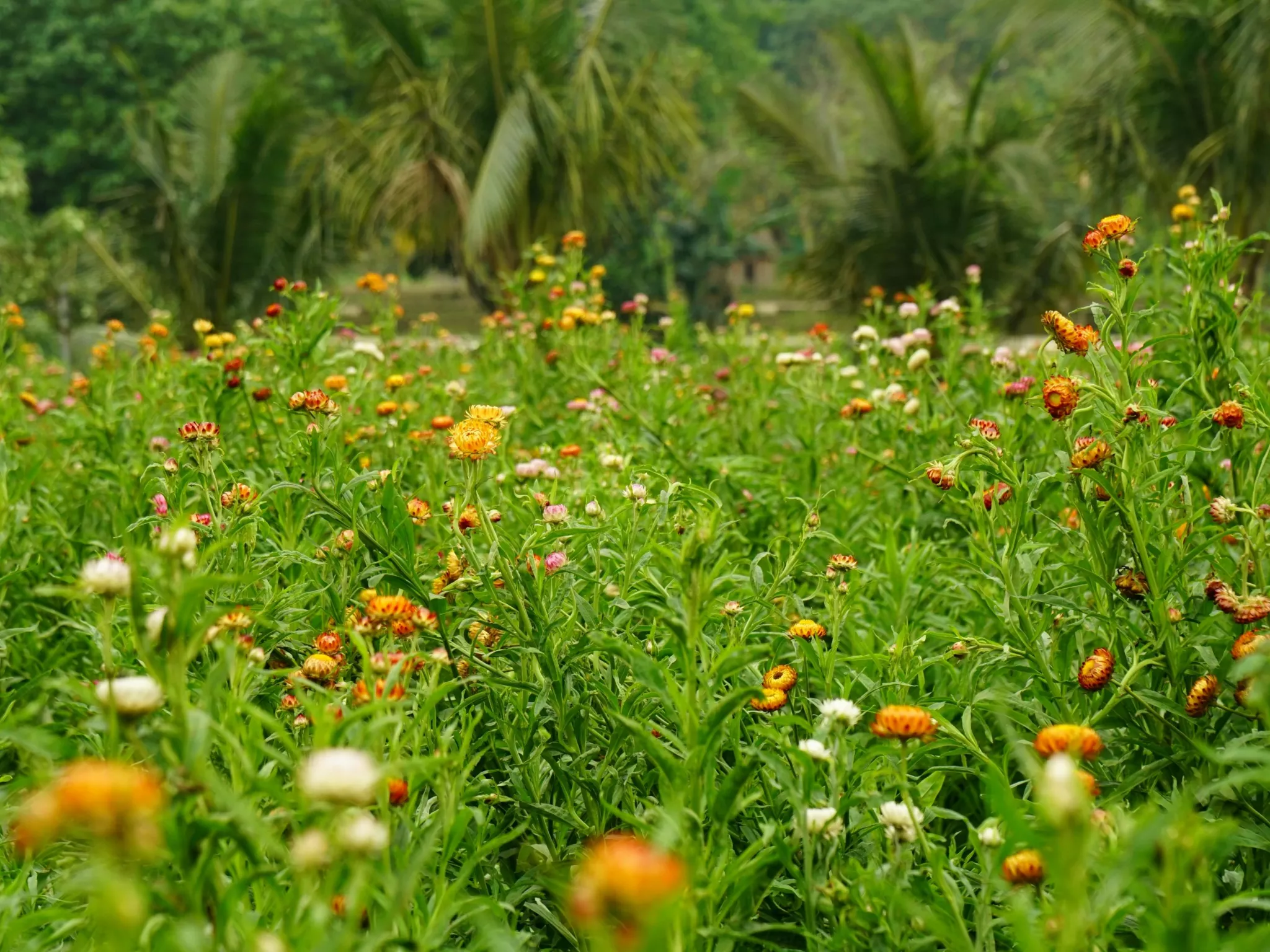 jardin fleuri