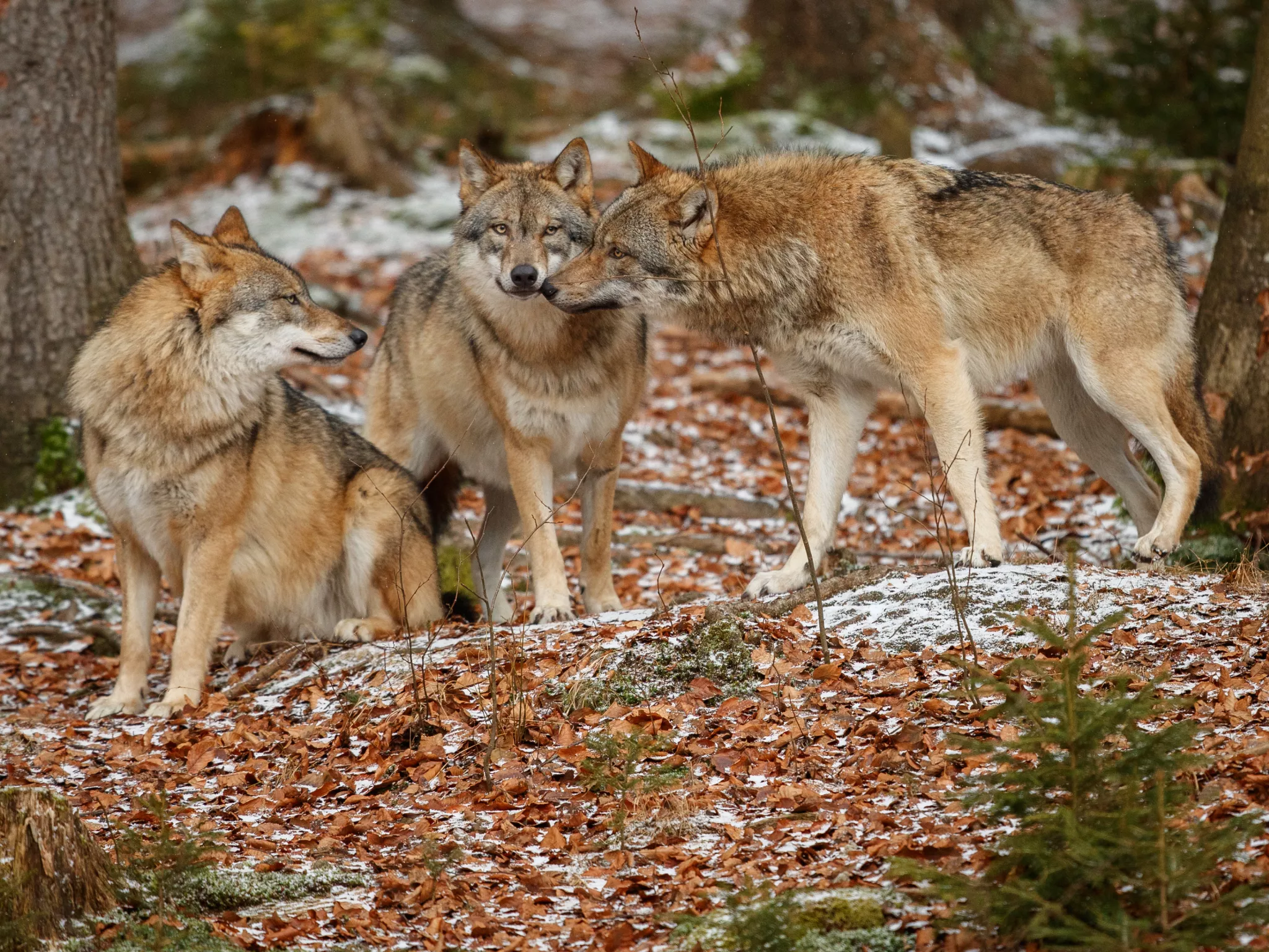 Photo : vladimircech, www.freepik.com loups
