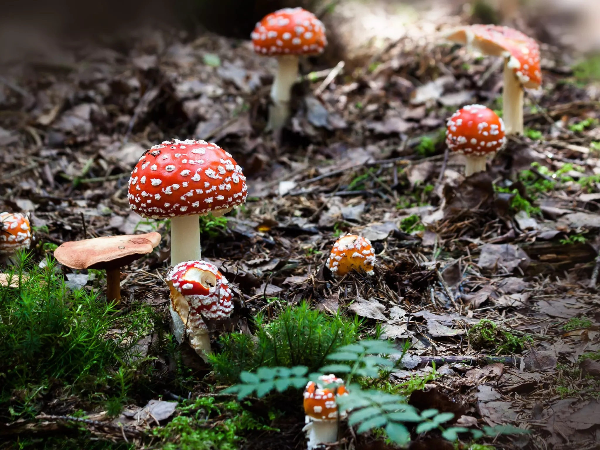 Champignon Amanite tue mouche