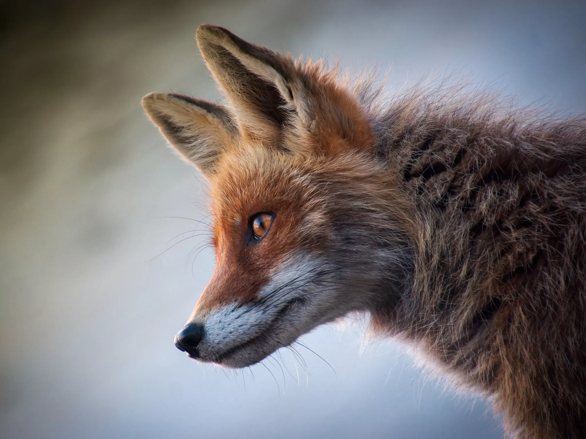 Photo renard