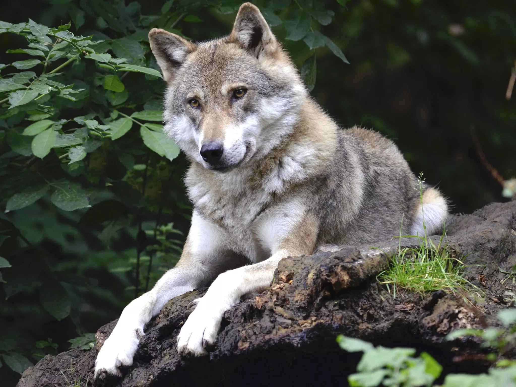 Loup