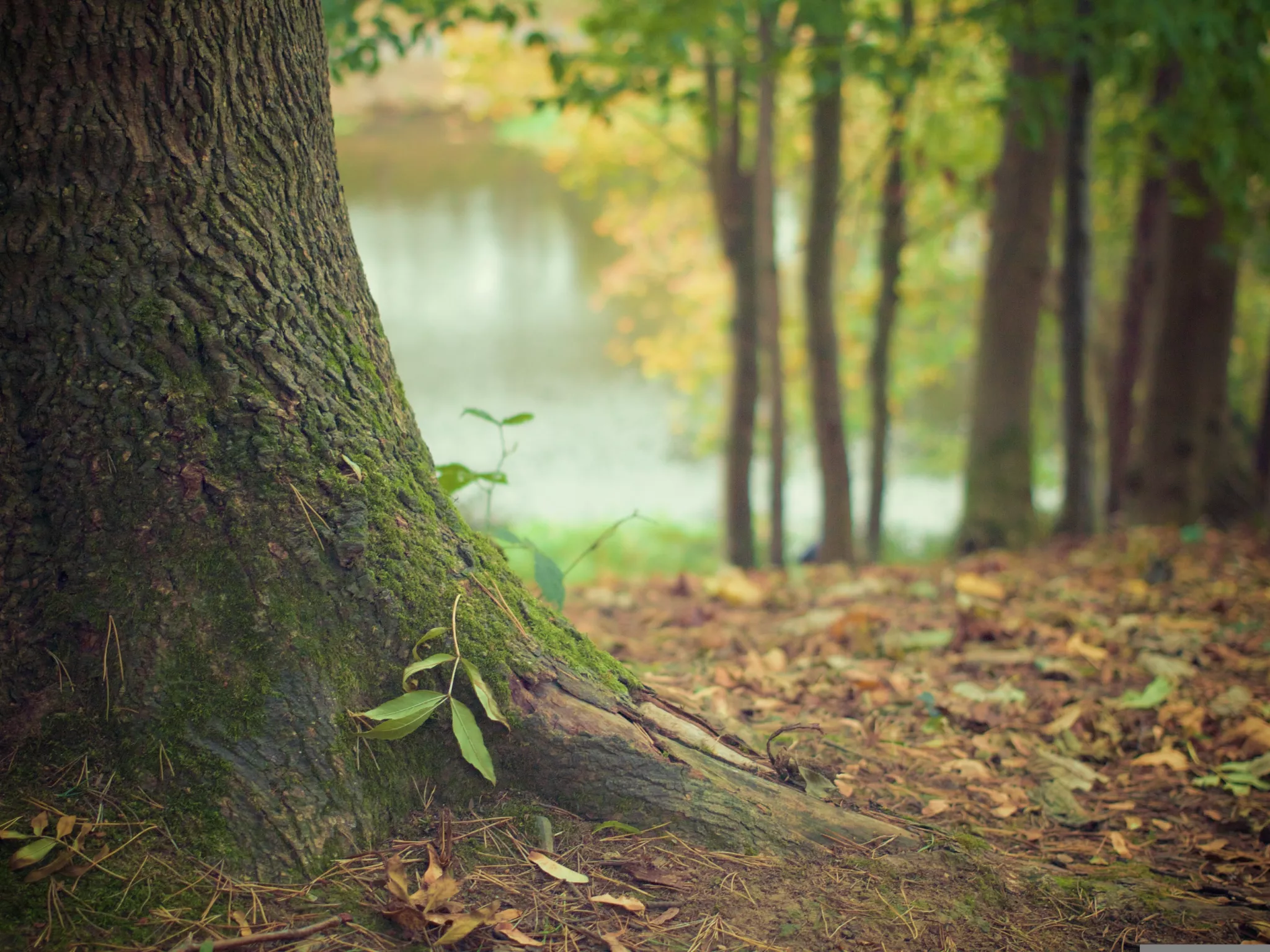 Image d'illustration d'une forêt