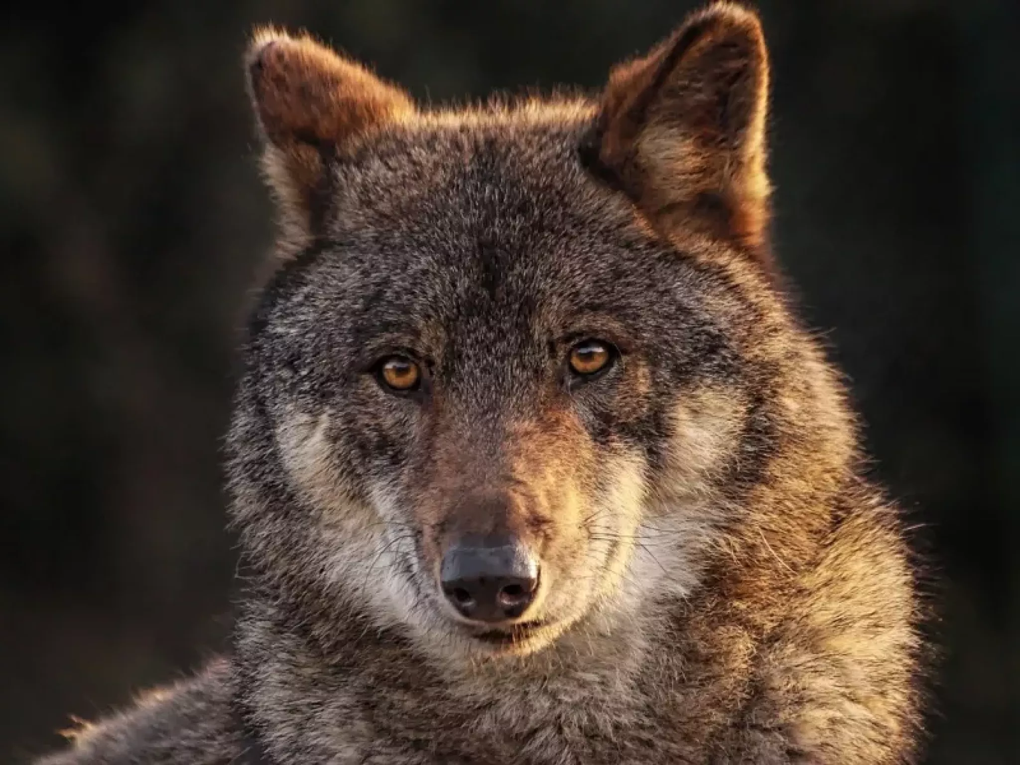 Loup
