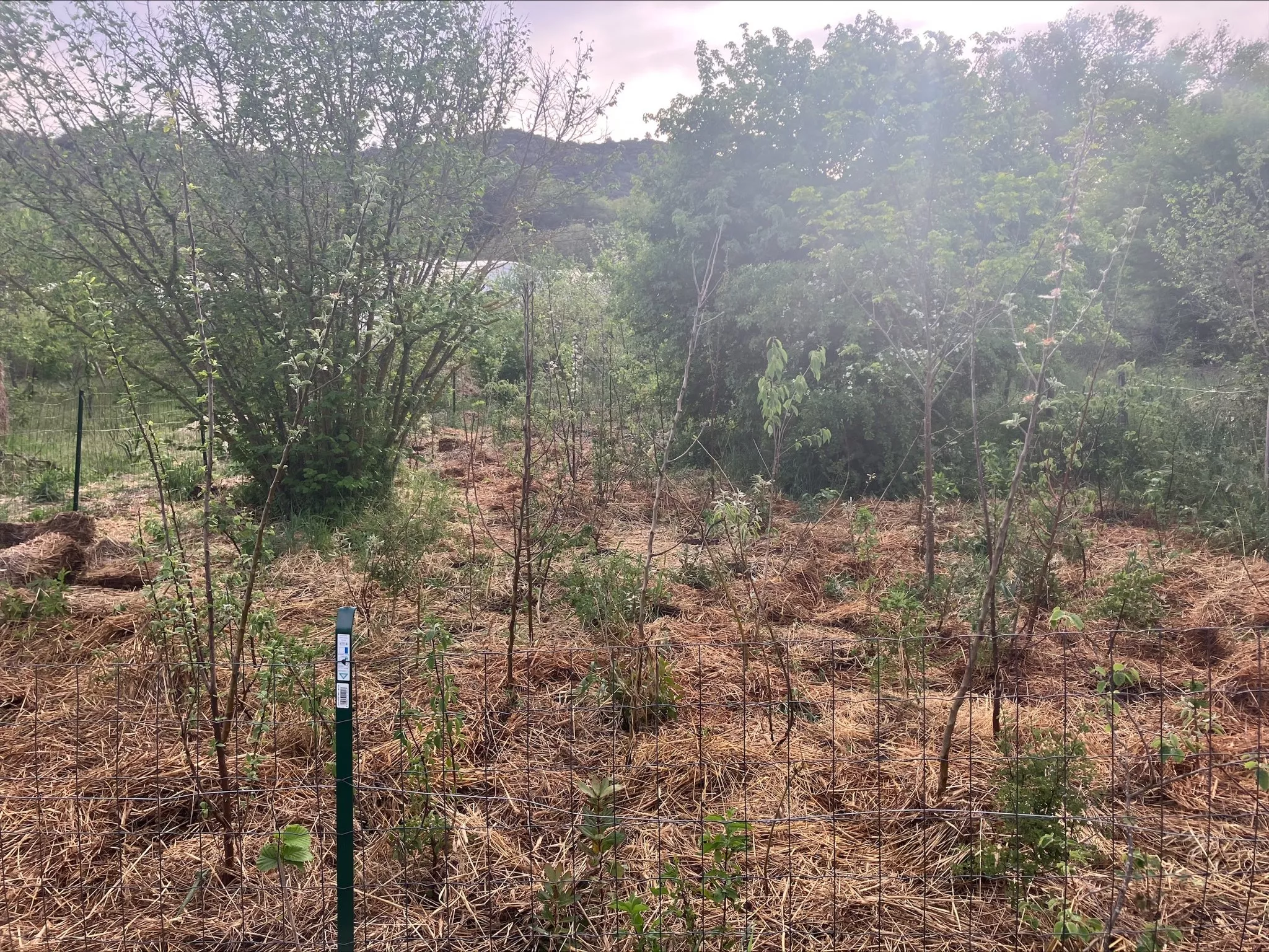 Photo de la micro-forêt après paillage