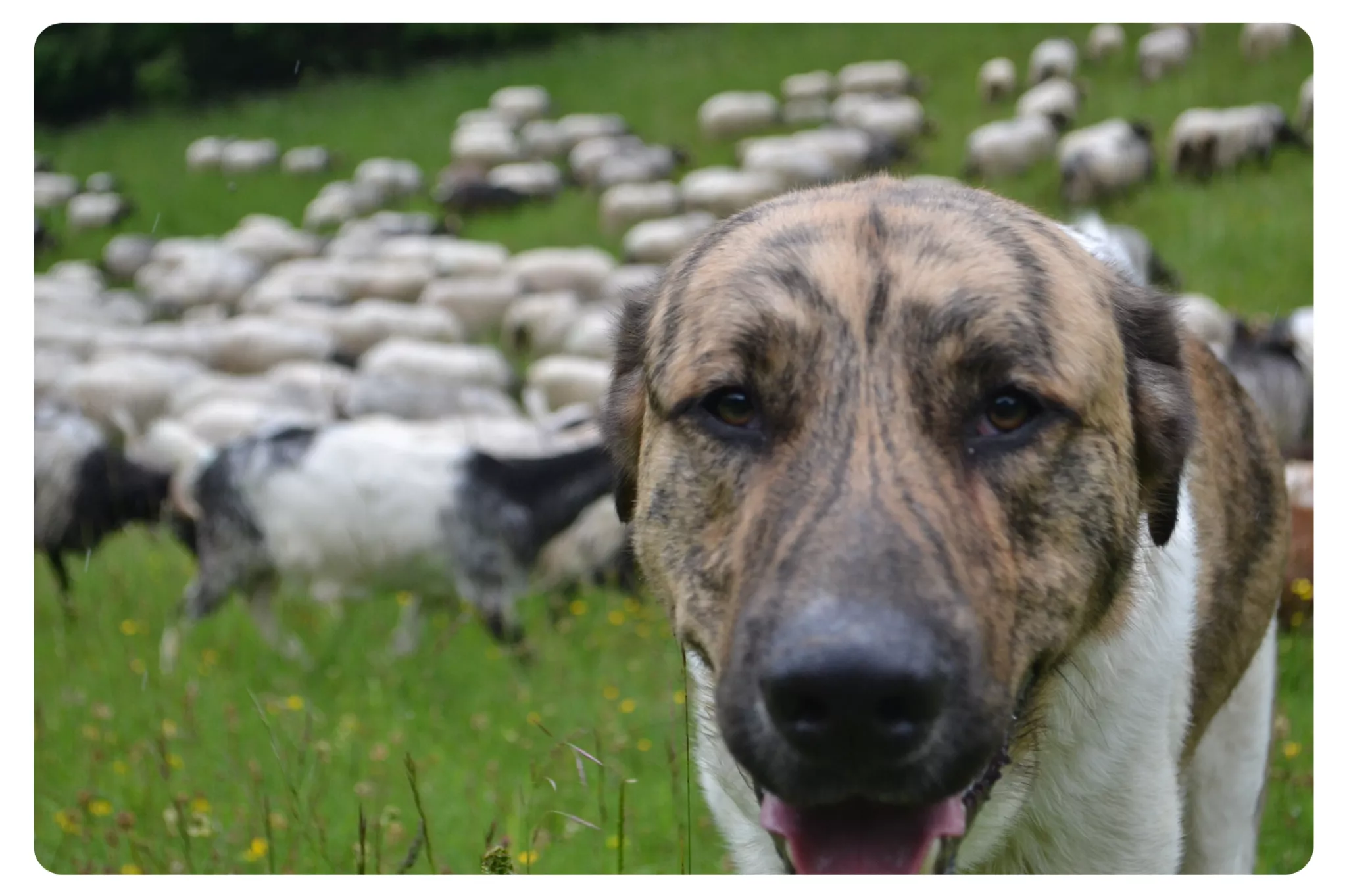 Un chien avec son troupeau