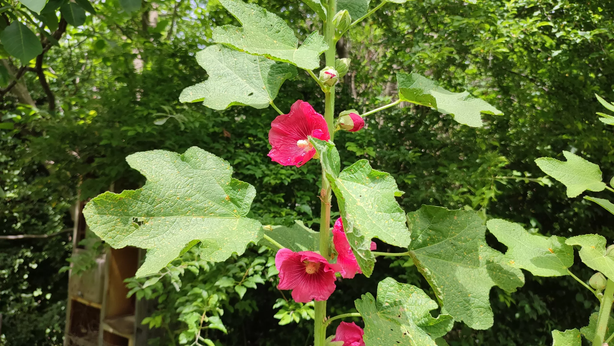 Une plante en fleur à la Butinerie