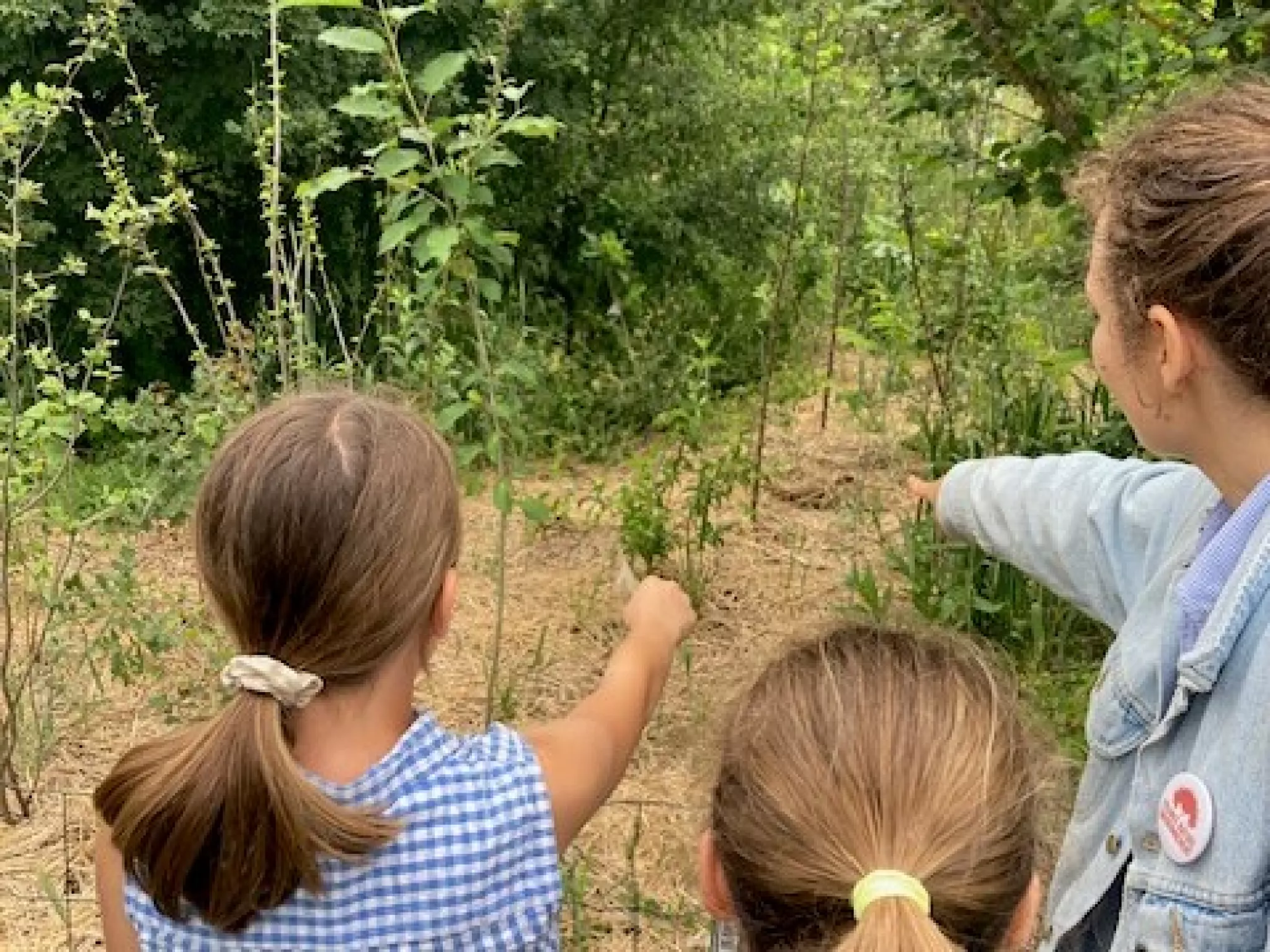 Découverte de la micro-forêt