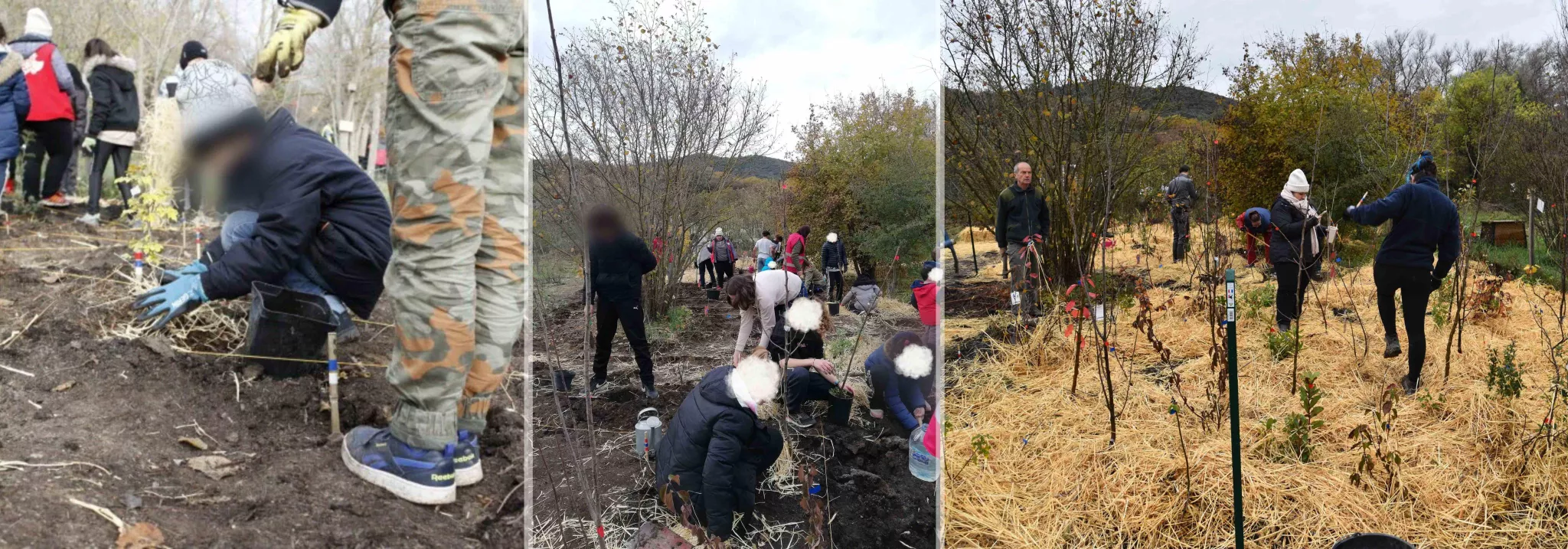 Plantation des arbres de la micro-forêt