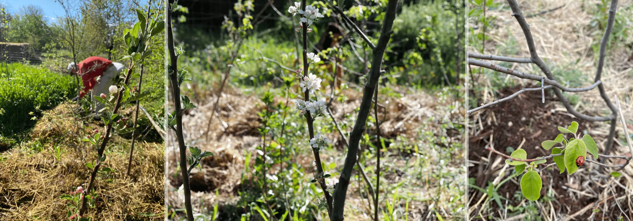 Photo des arbres en fleur