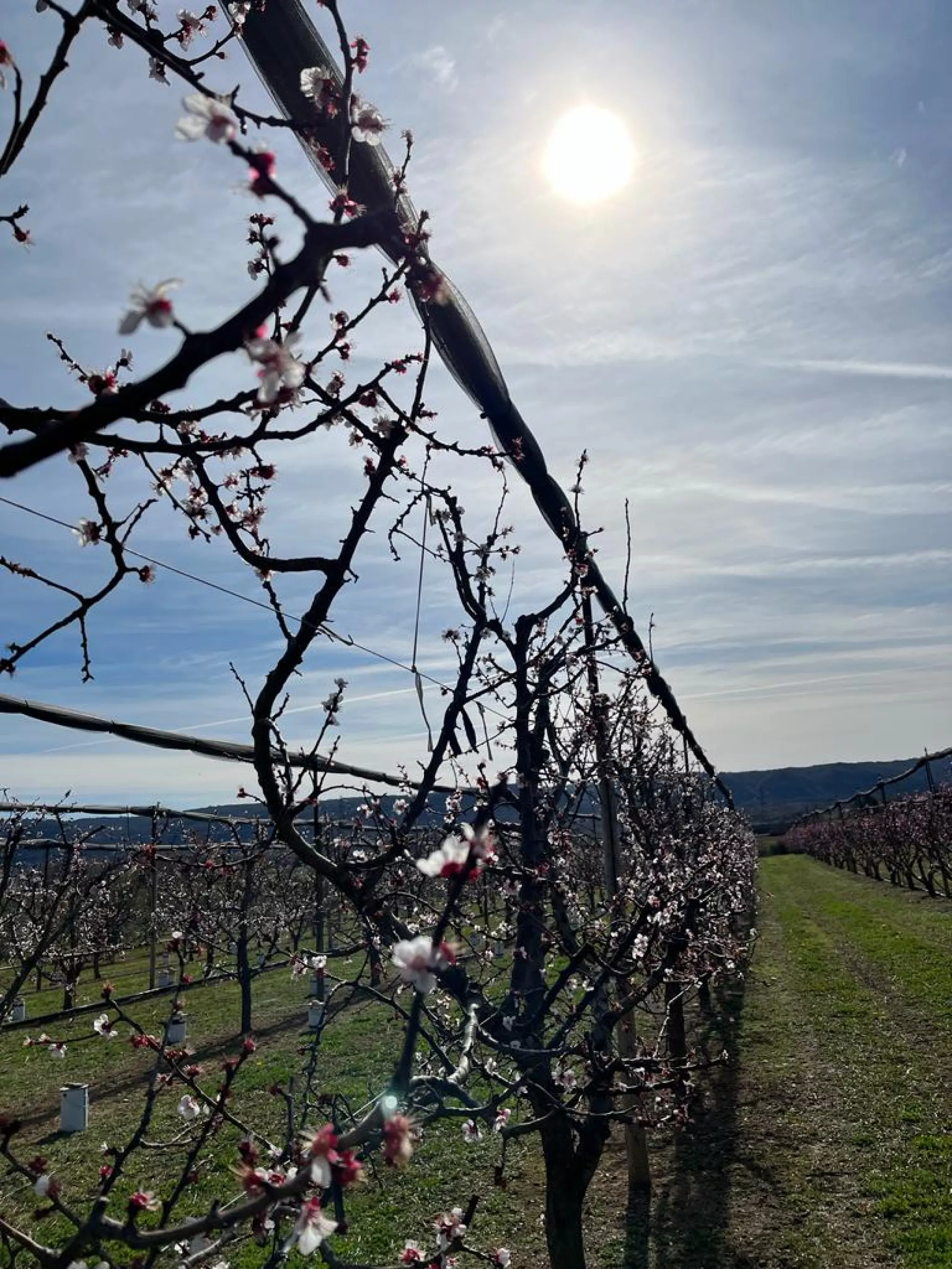 Parcelle de pêchers irriguée grâce à l'aspersion à basse pression